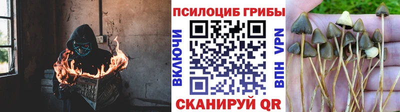 Псилоцибиновые грибы прущие грибы Купить Новодвинск